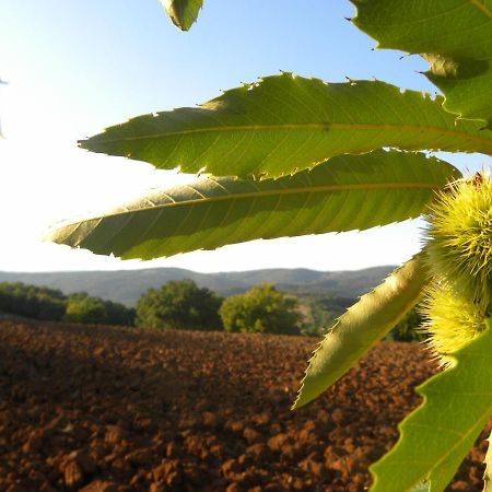 Agriristoro Podere S. Andrea Масса-Мариттіма Екстер'єр фото