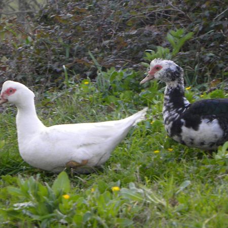 Agriristoro Podere S. Andrea Масса-Мариттіма Екстер'єр фото