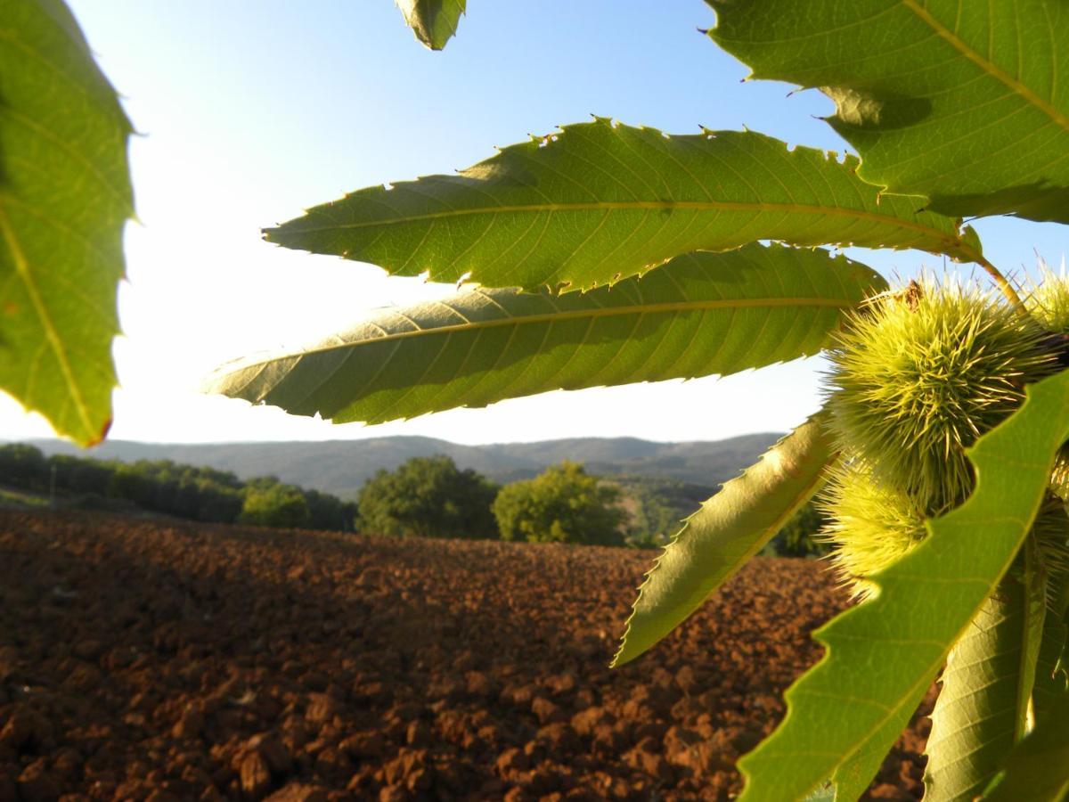 Agriristoro Podere S. Andrea Масса-Мариттіма Екстер'єр фото